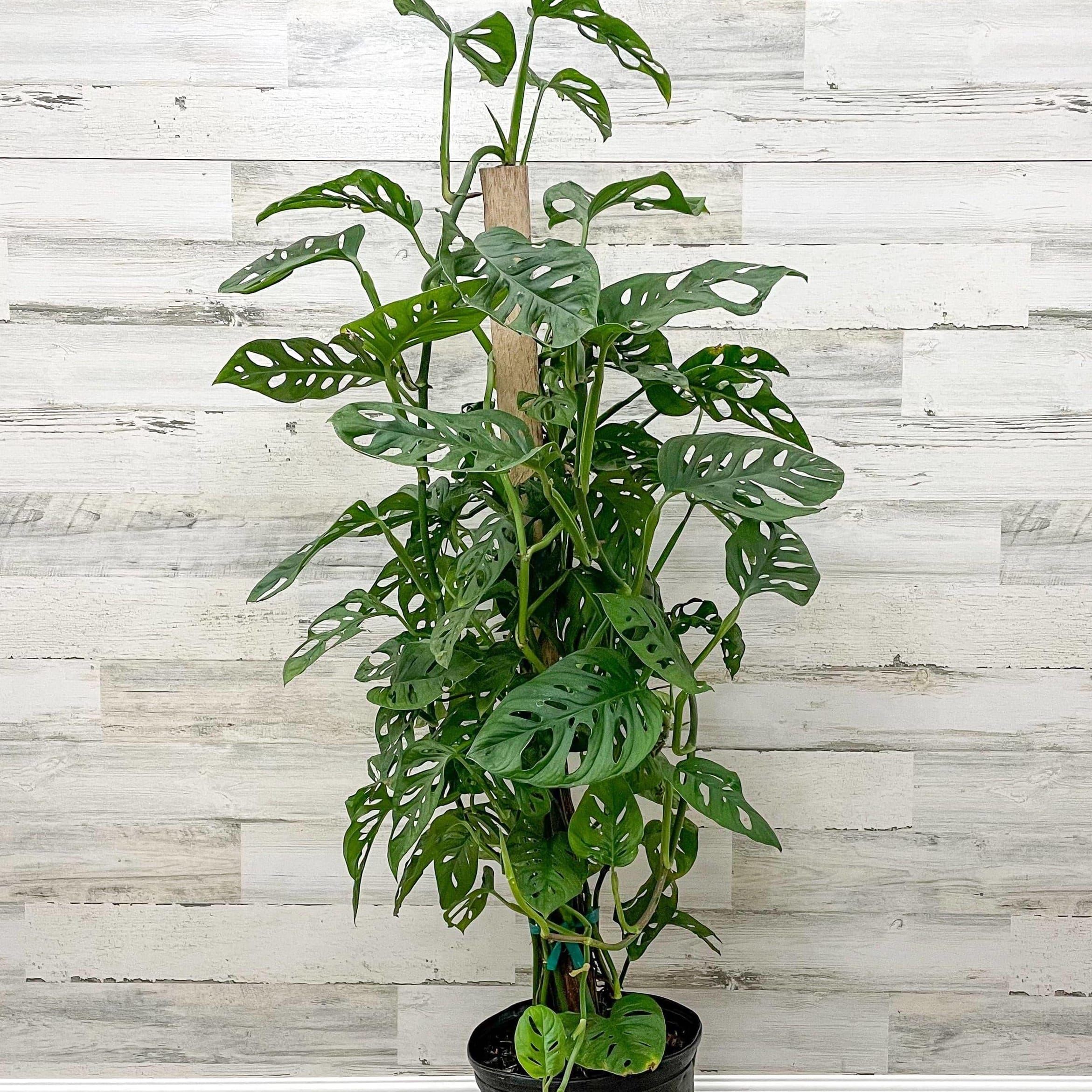 Swiss Cheese Philodendron Plant