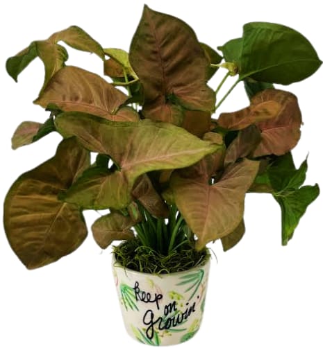 Keep On Growin! PL-8024