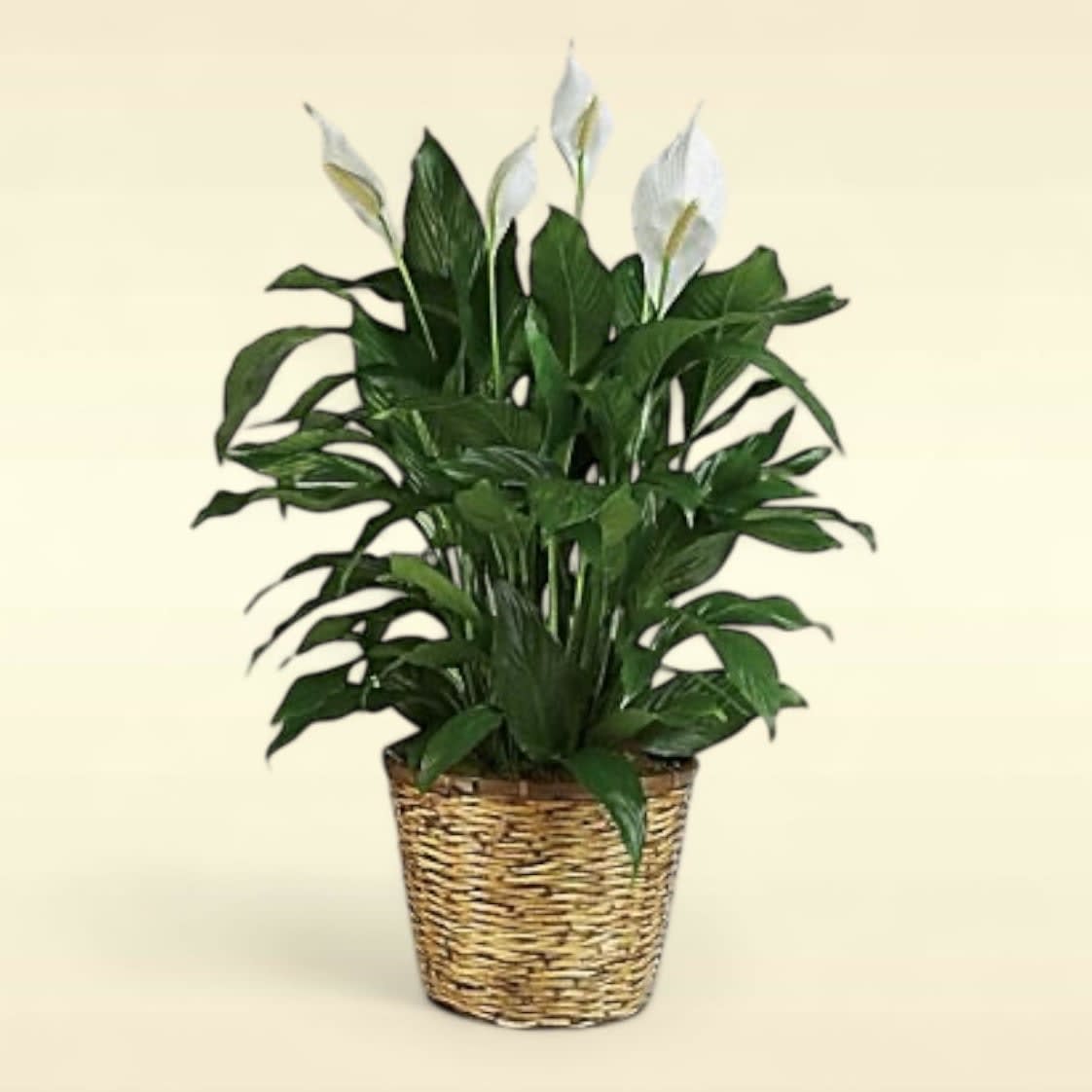 Peace Lily