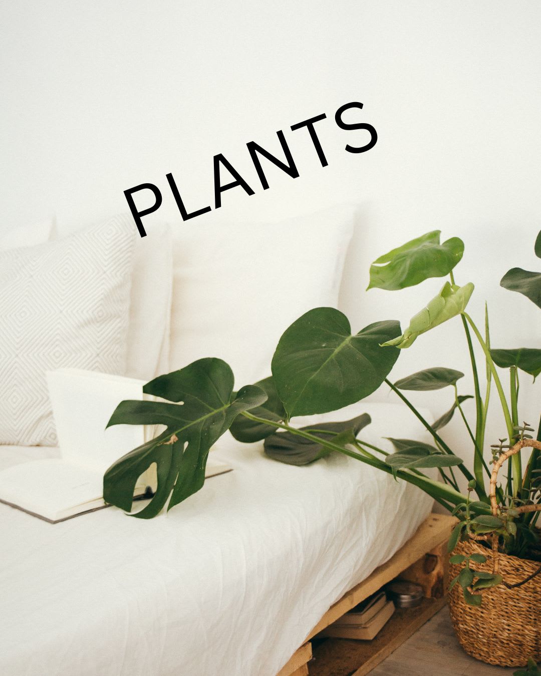 Plants