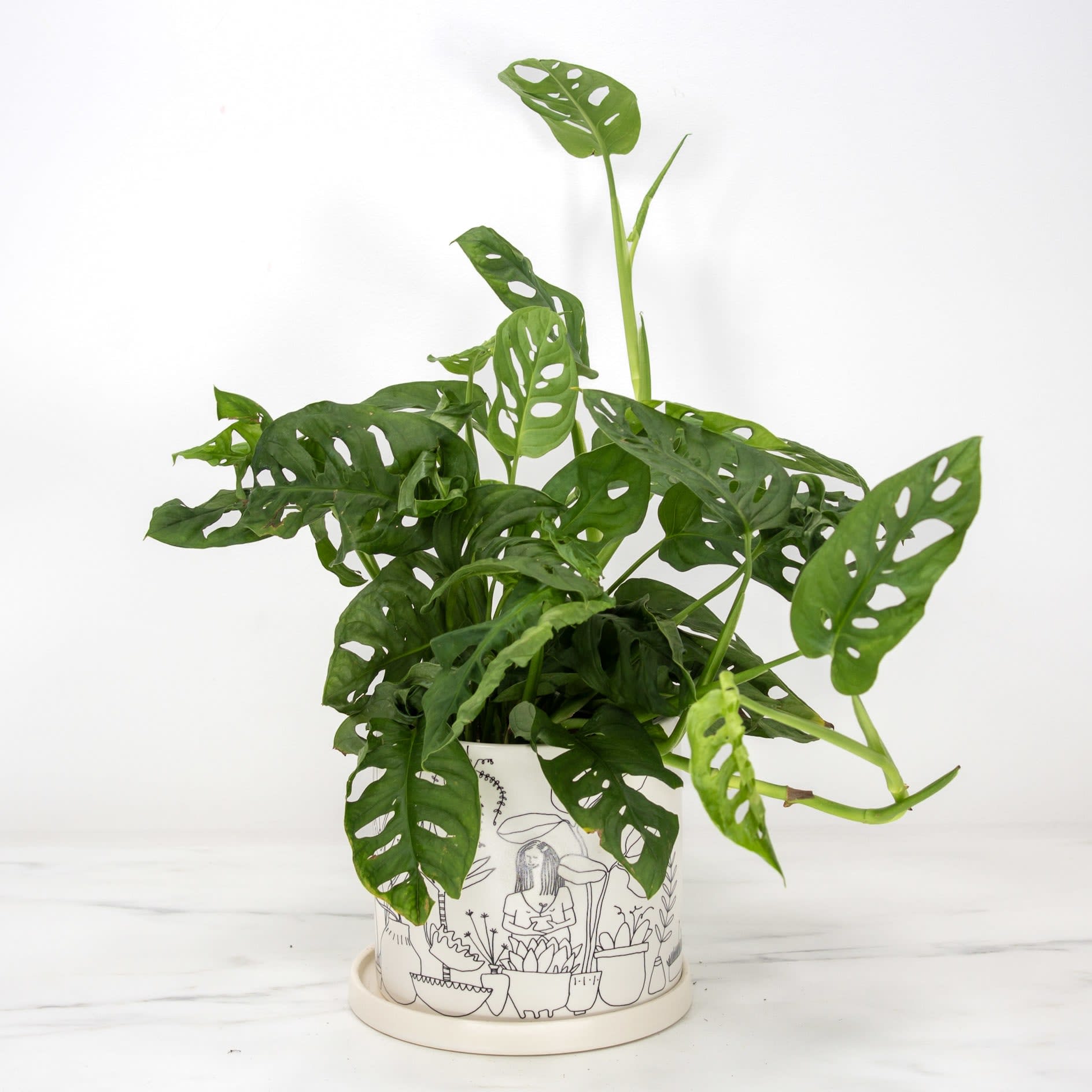 Plant Lady Philodendron