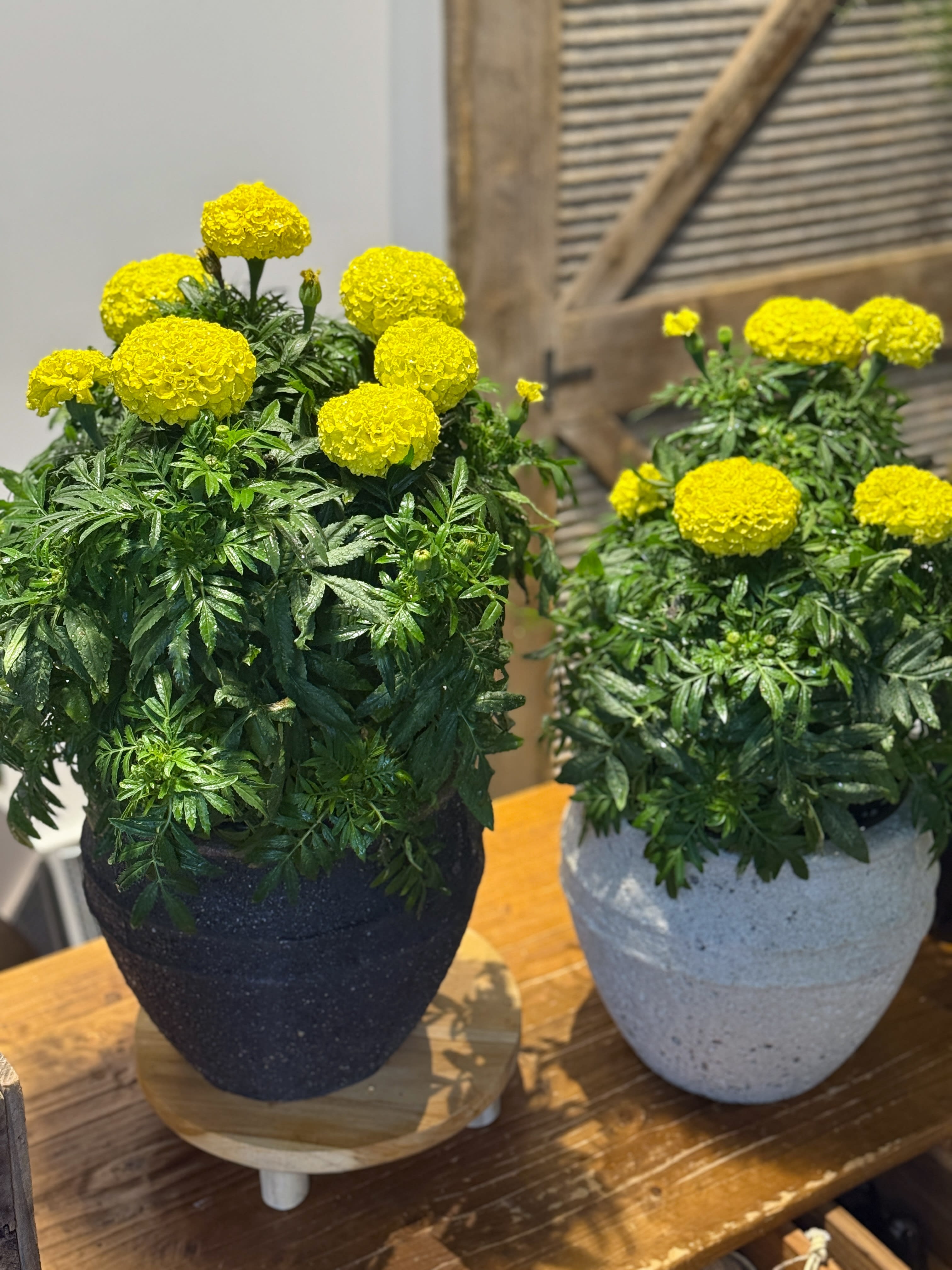 Marigold Plant
