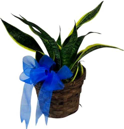 Sansevieria (Snake Plant) in a 6" Basket PL-960