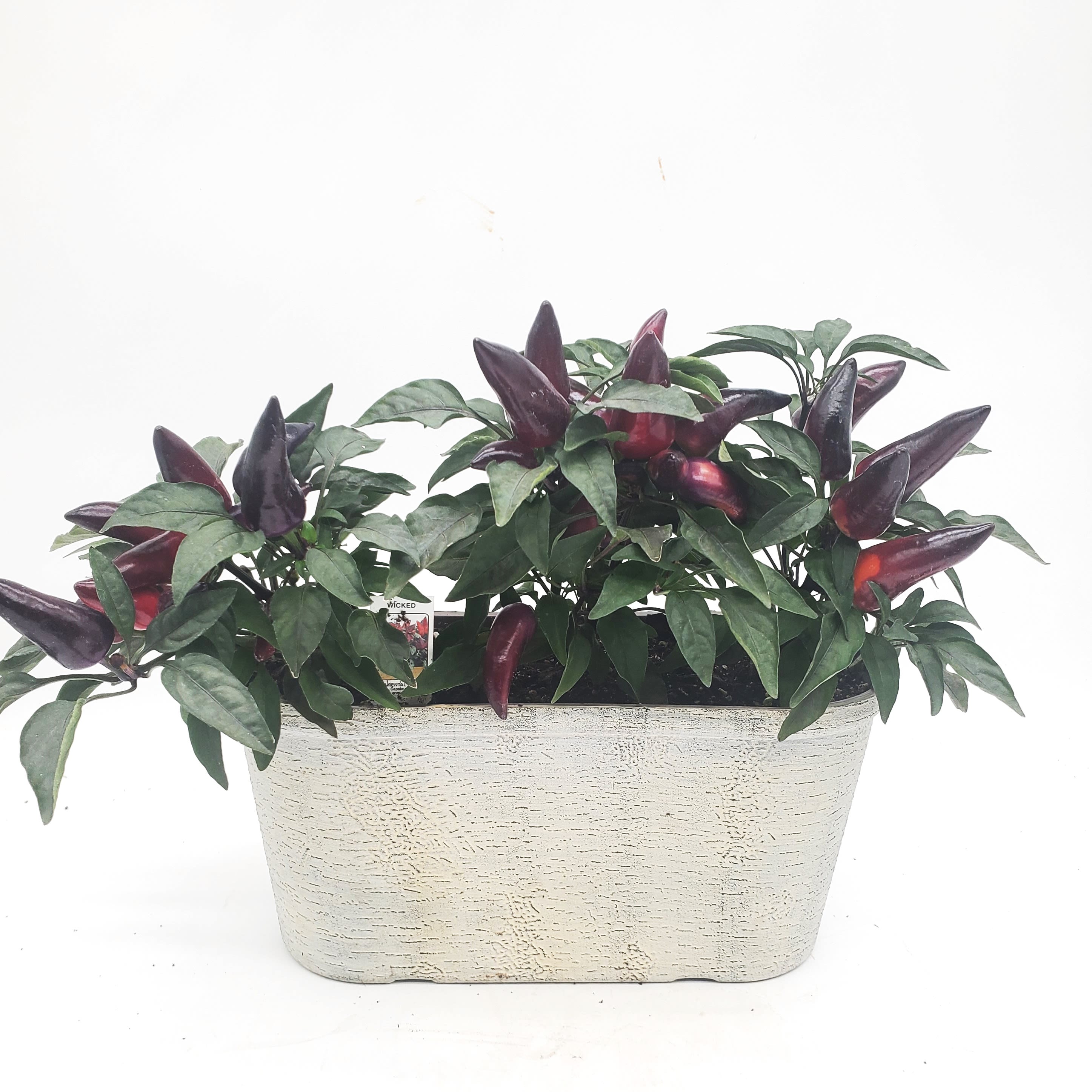 Ornamental Pepper Planter Flower Bouquet