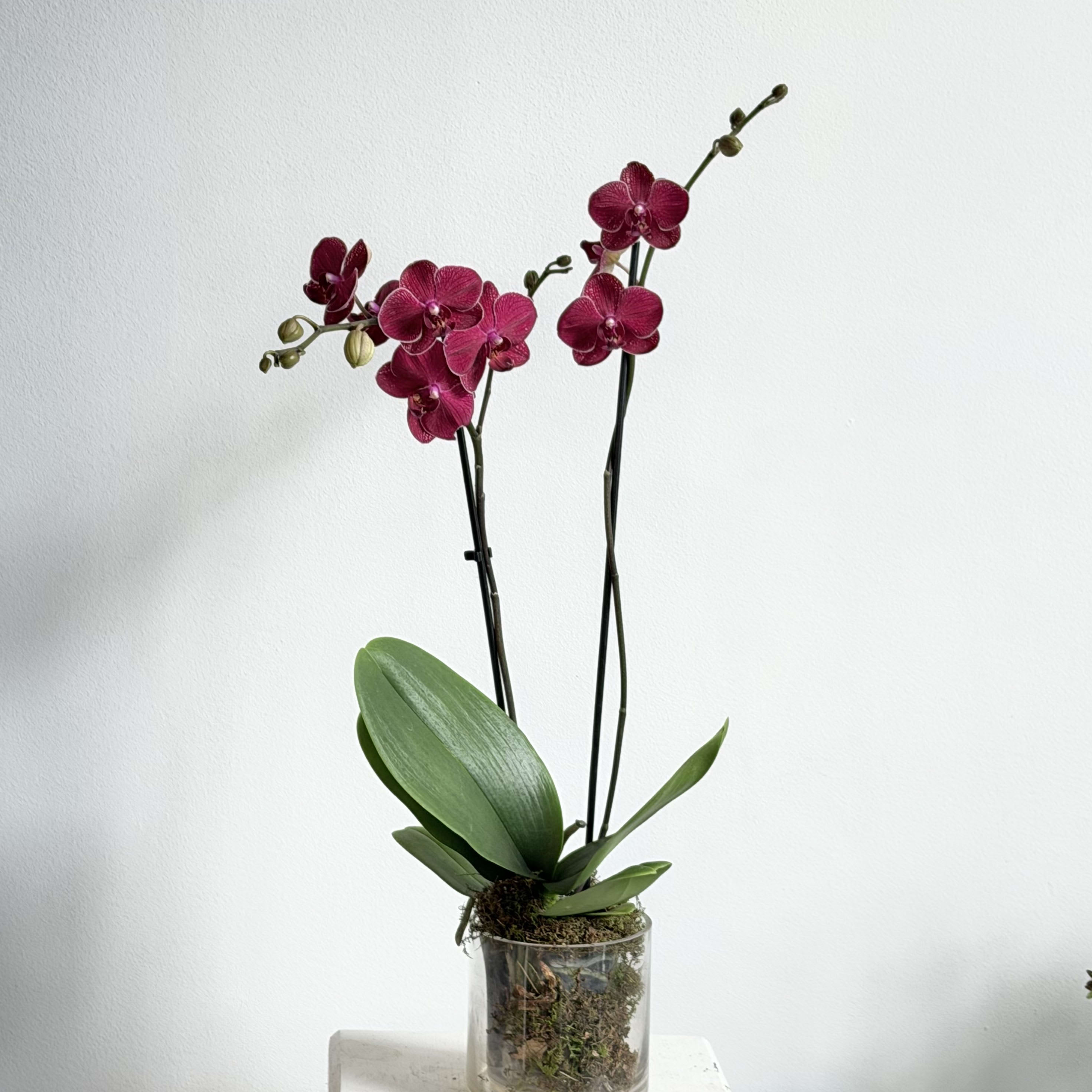 Burgundy/Purple Orchid