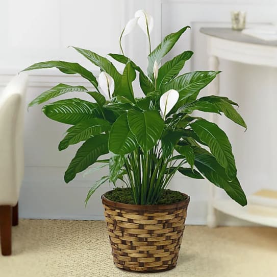 Peace Lily