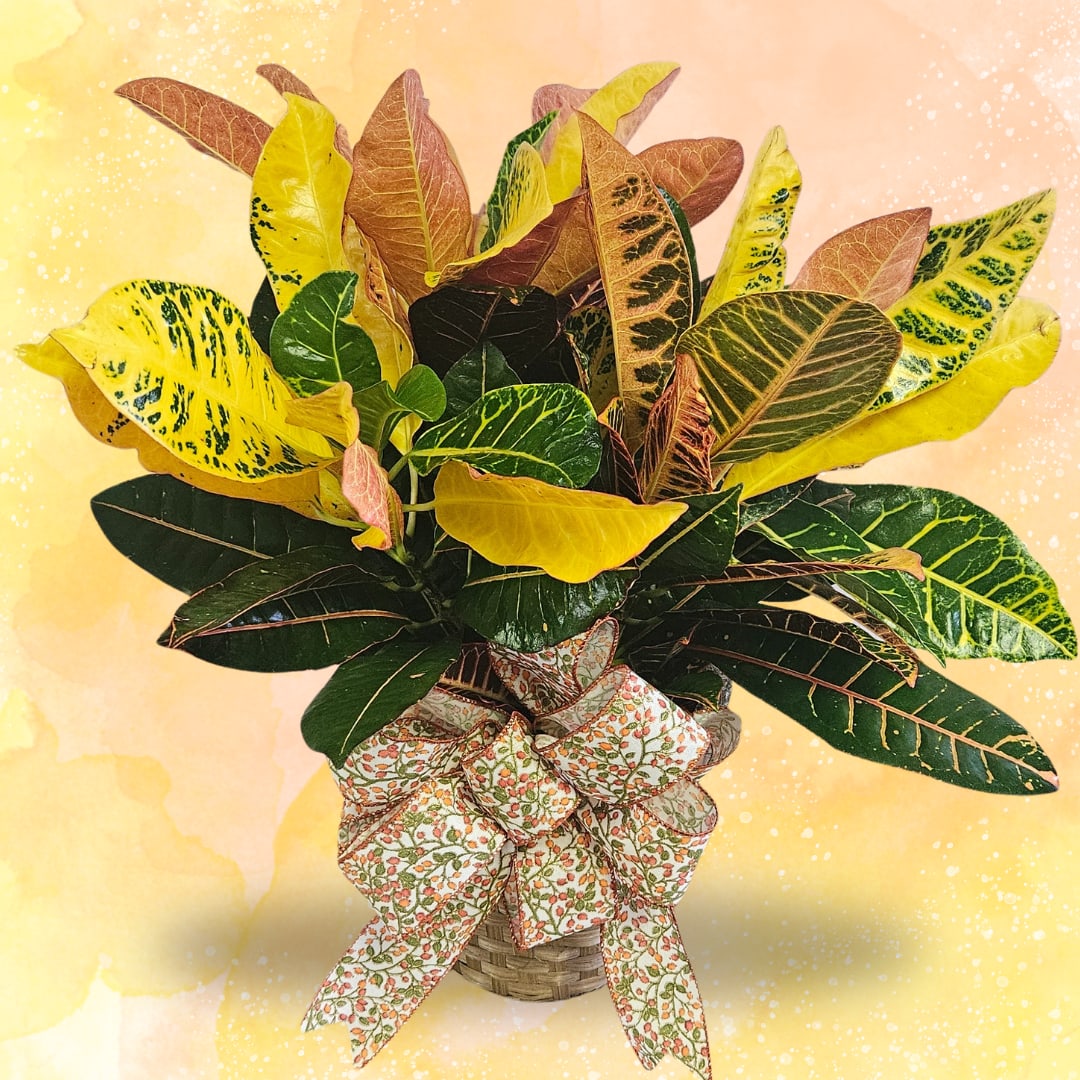 Crotan Plant Flower Bouquet