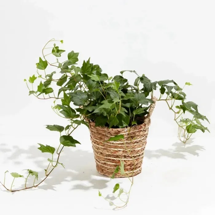 English Ivy Flower Bouquet