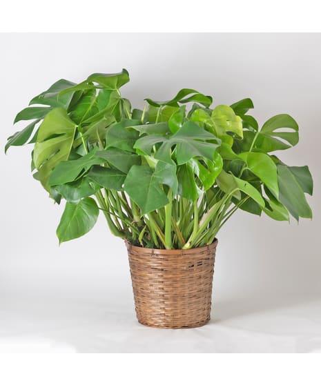Split Leaf Philodendron Flower Bouquet
