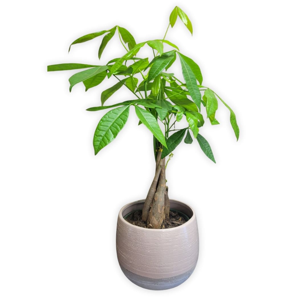 Money Tree (6") - w/Pot