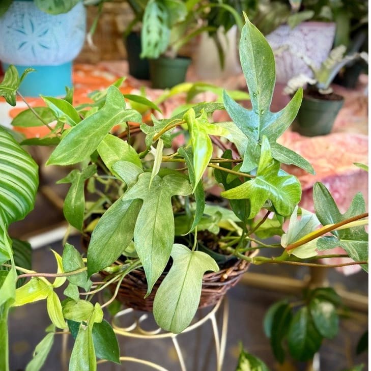 Gibby Shop of Haunted Beauties and Eerie Blooms