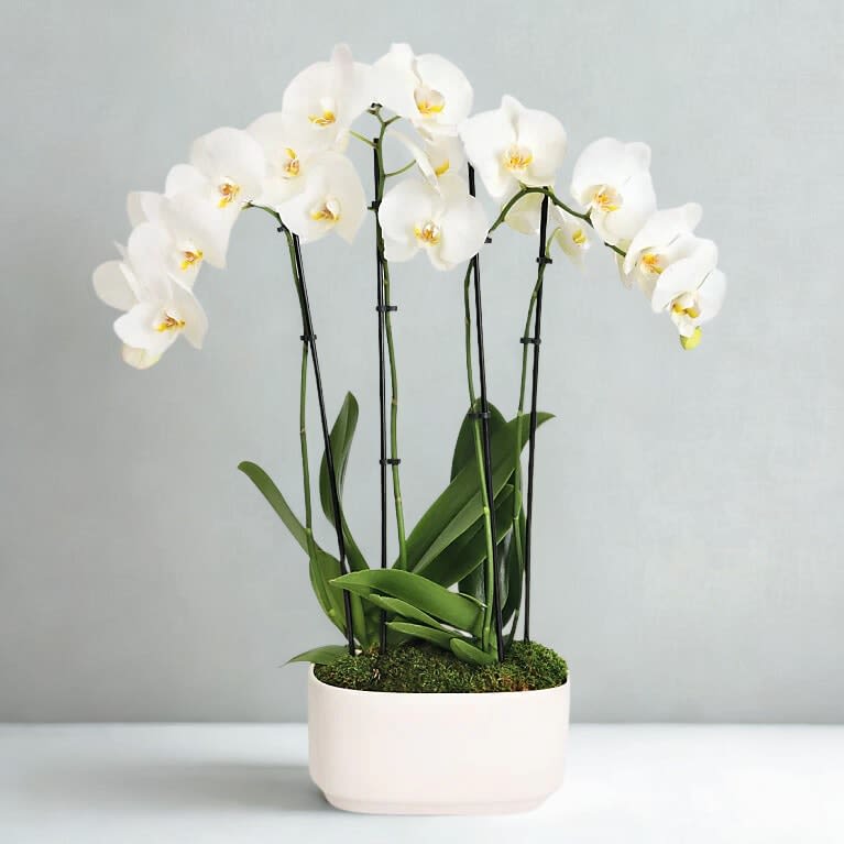 Phalenopsis Grand Orchid