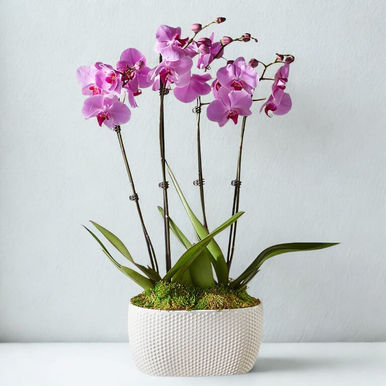Phalenopsis Purple Grand Orchid