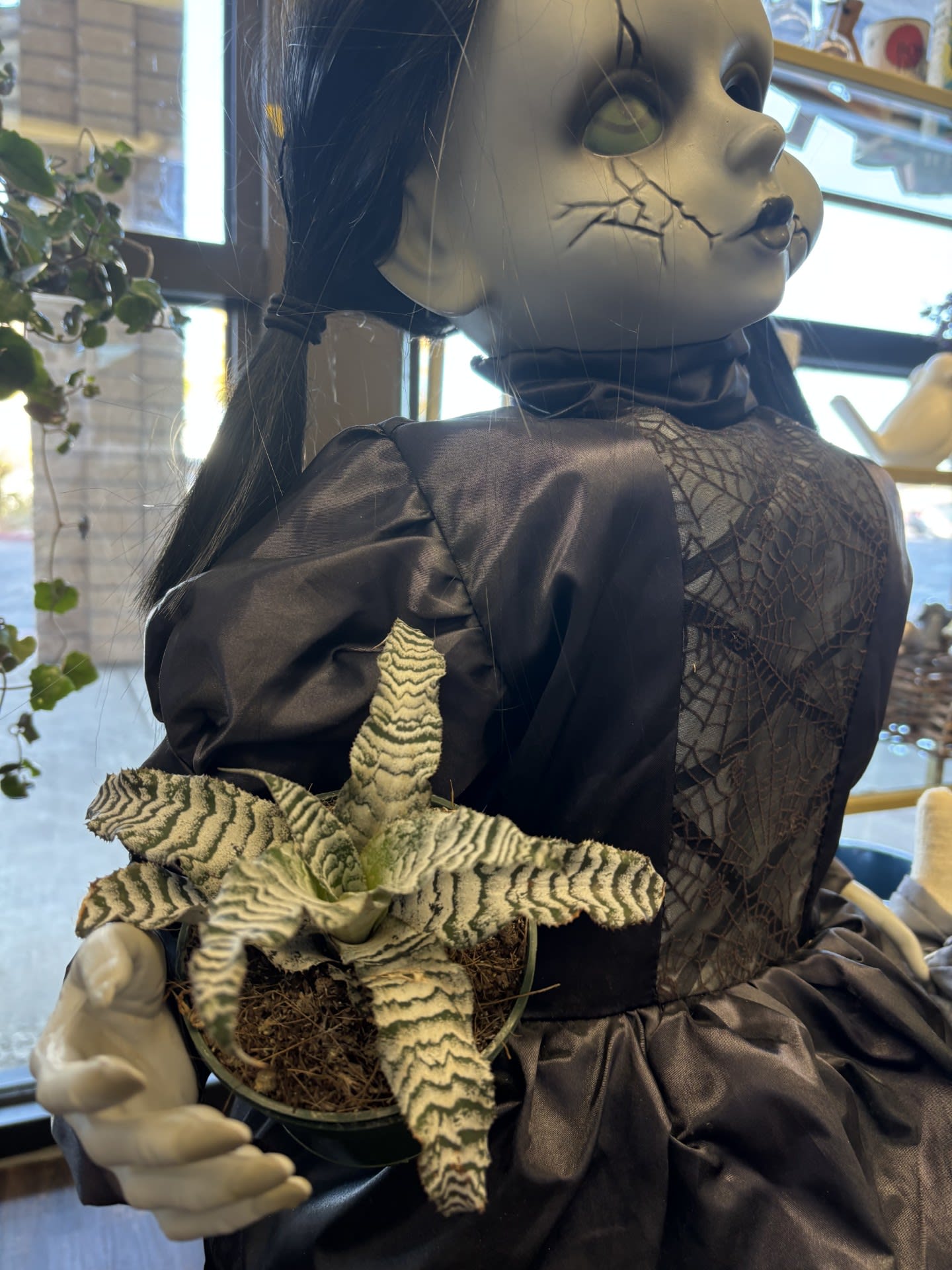 Bromeliad Cryptanthus