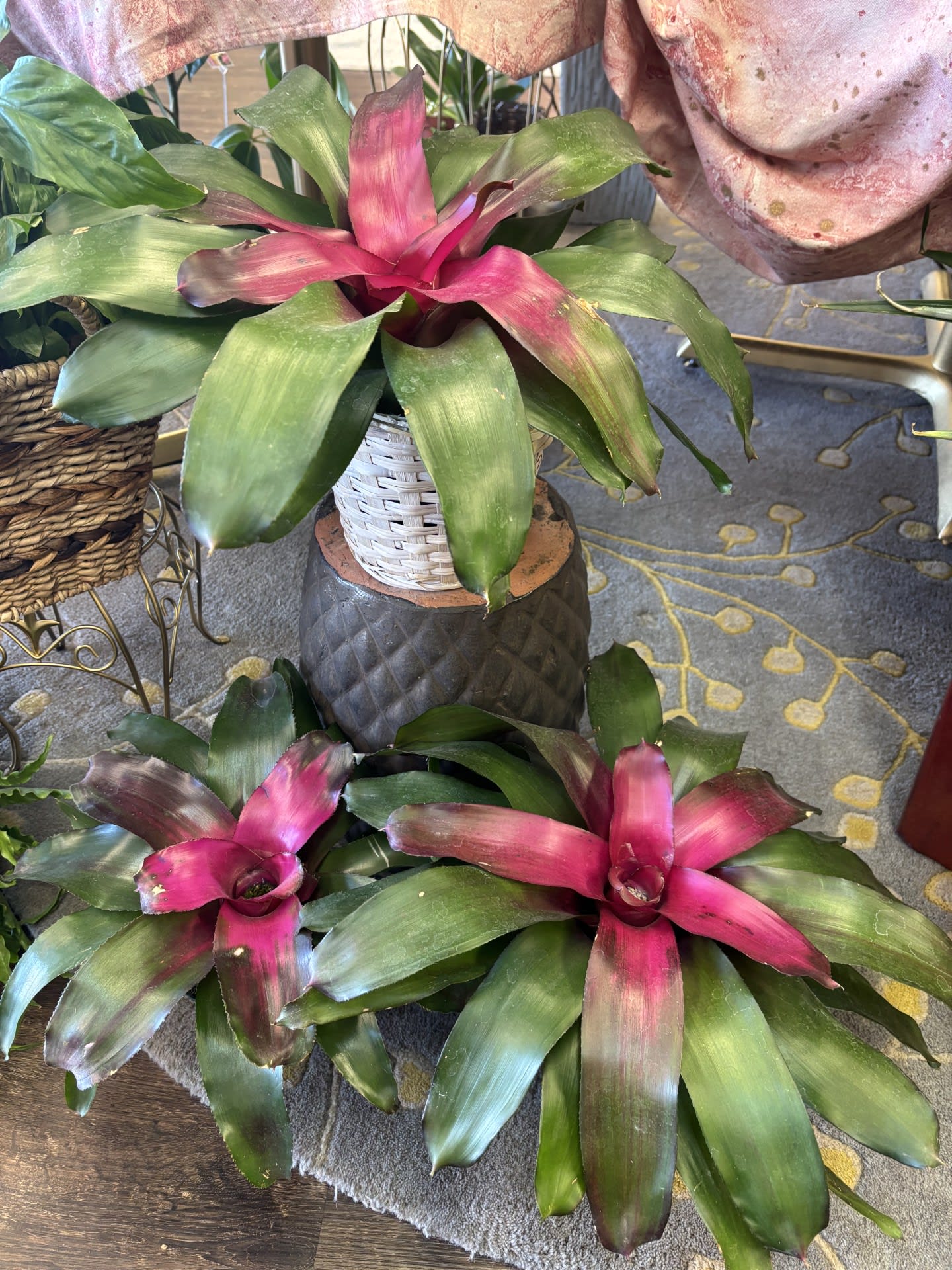 Bromeliad Neorgelia
