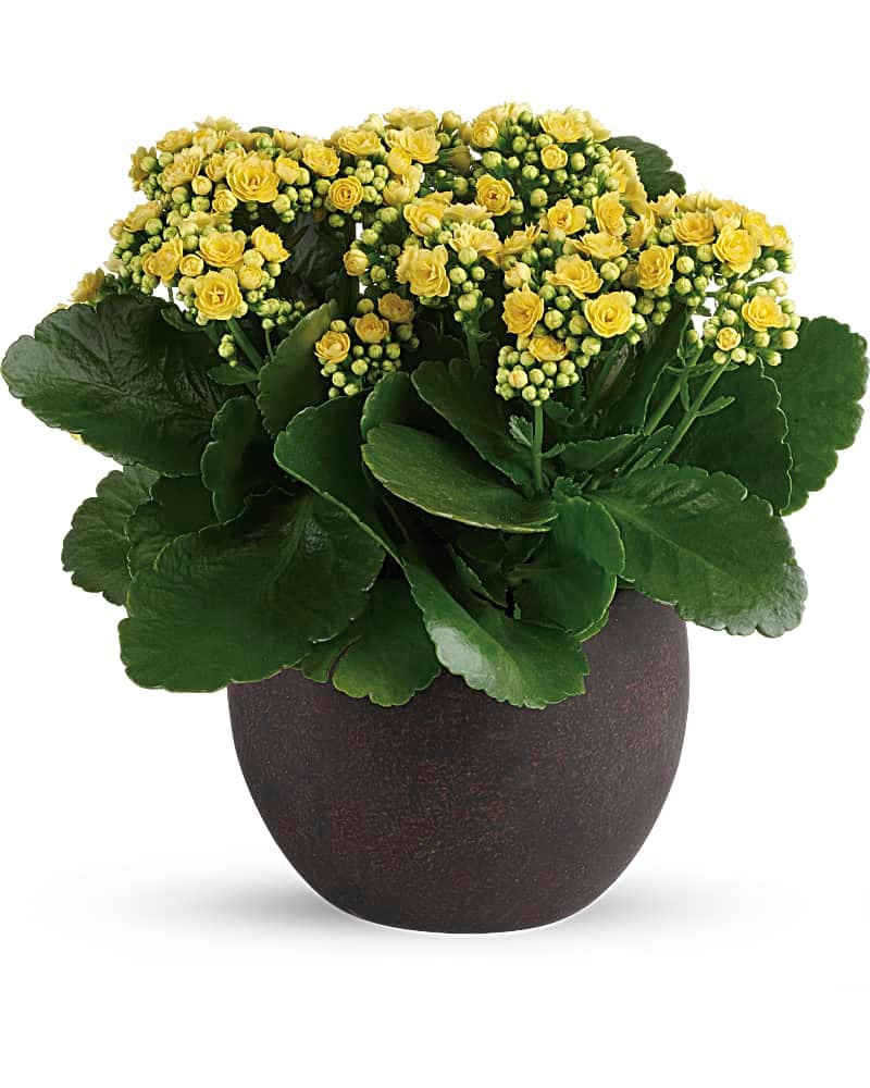 Forever Yellow Kalanchoes Flower Bouquet