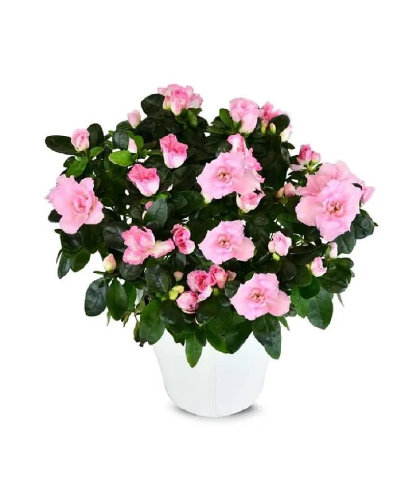 Azalea House Plant
