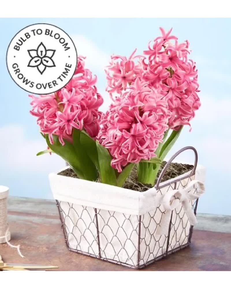 Heavenly Hyacinths