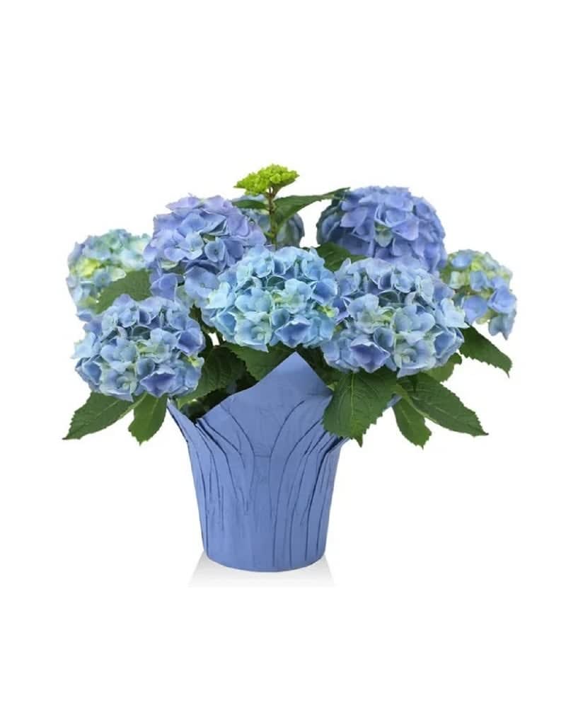 Hydrangea Plant