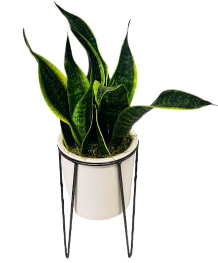 Snake Plant in a White Modern Plant Stand PL-8027