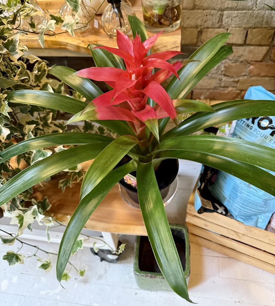Bromeliad