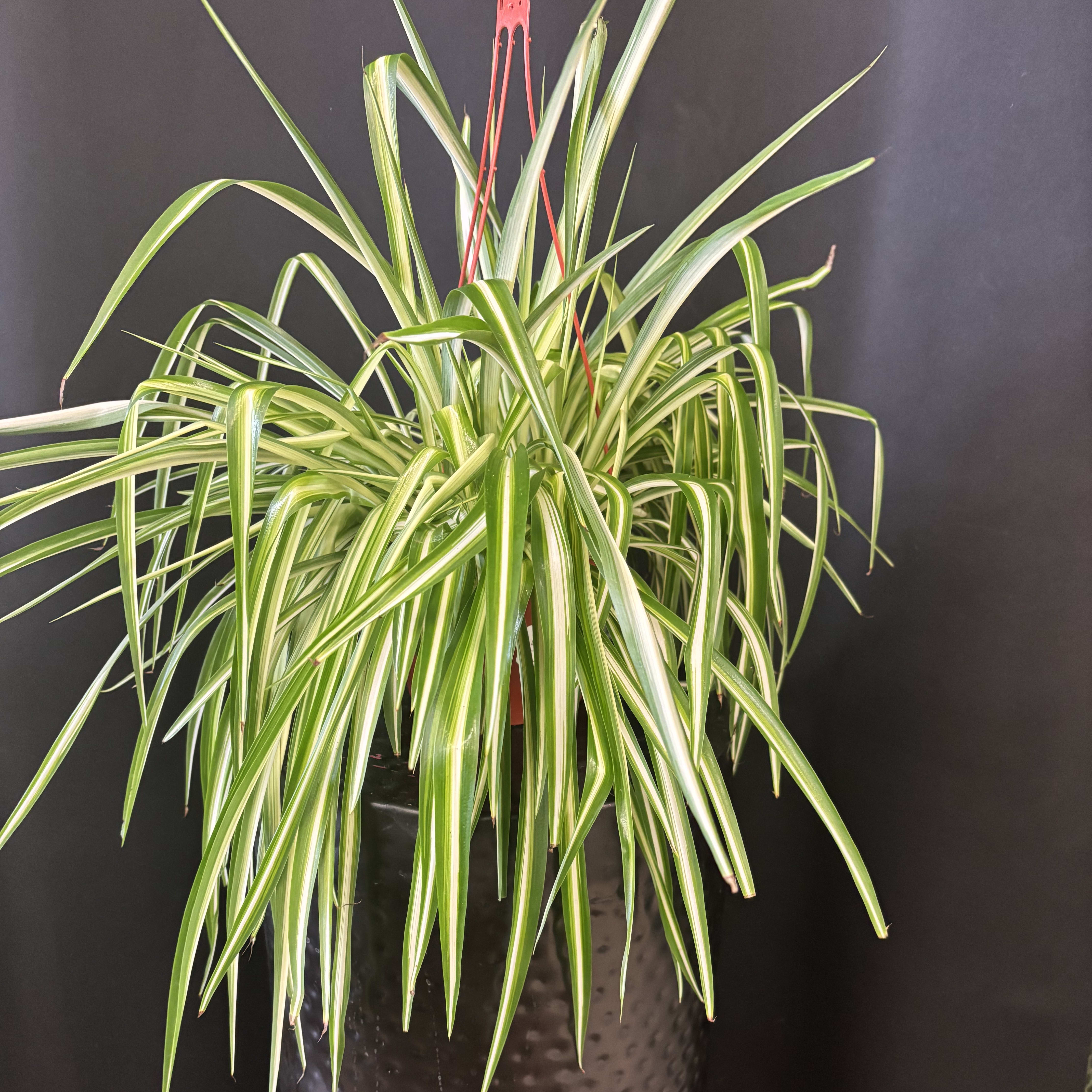 Spider Plant Flower Bouquet