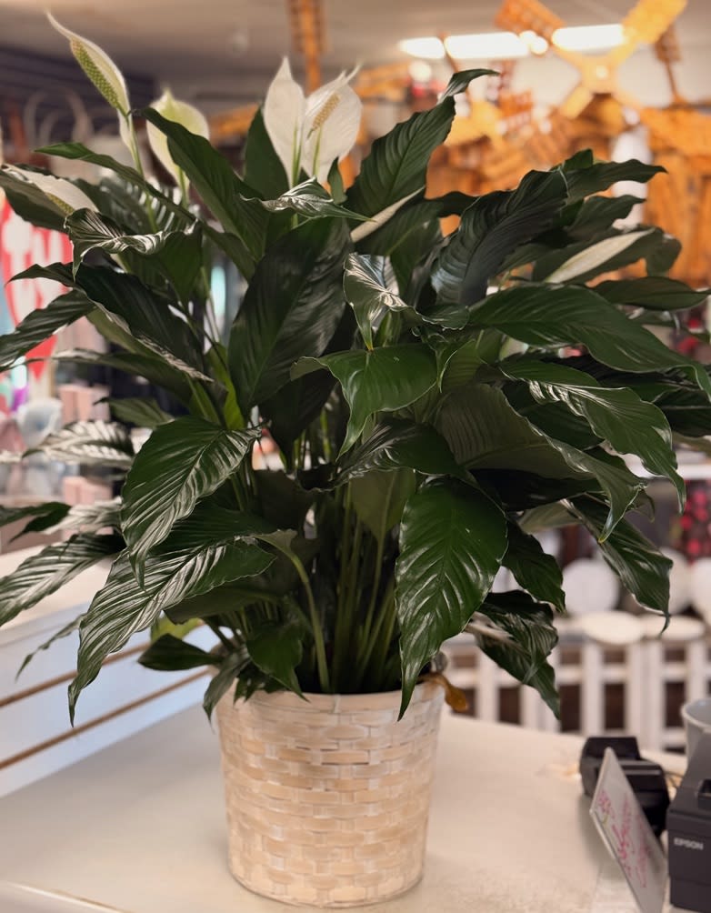 Peace Lily Basket