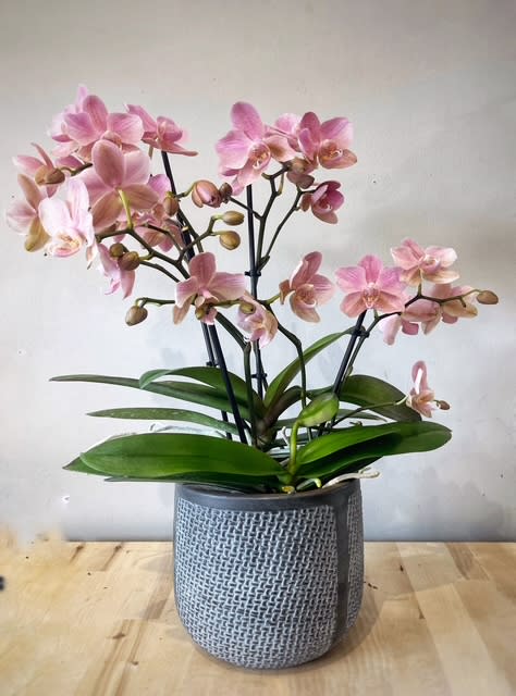 3" Light Pink Orchid