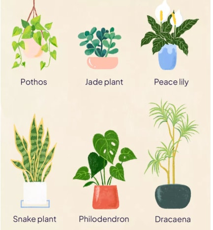 Houseplants 