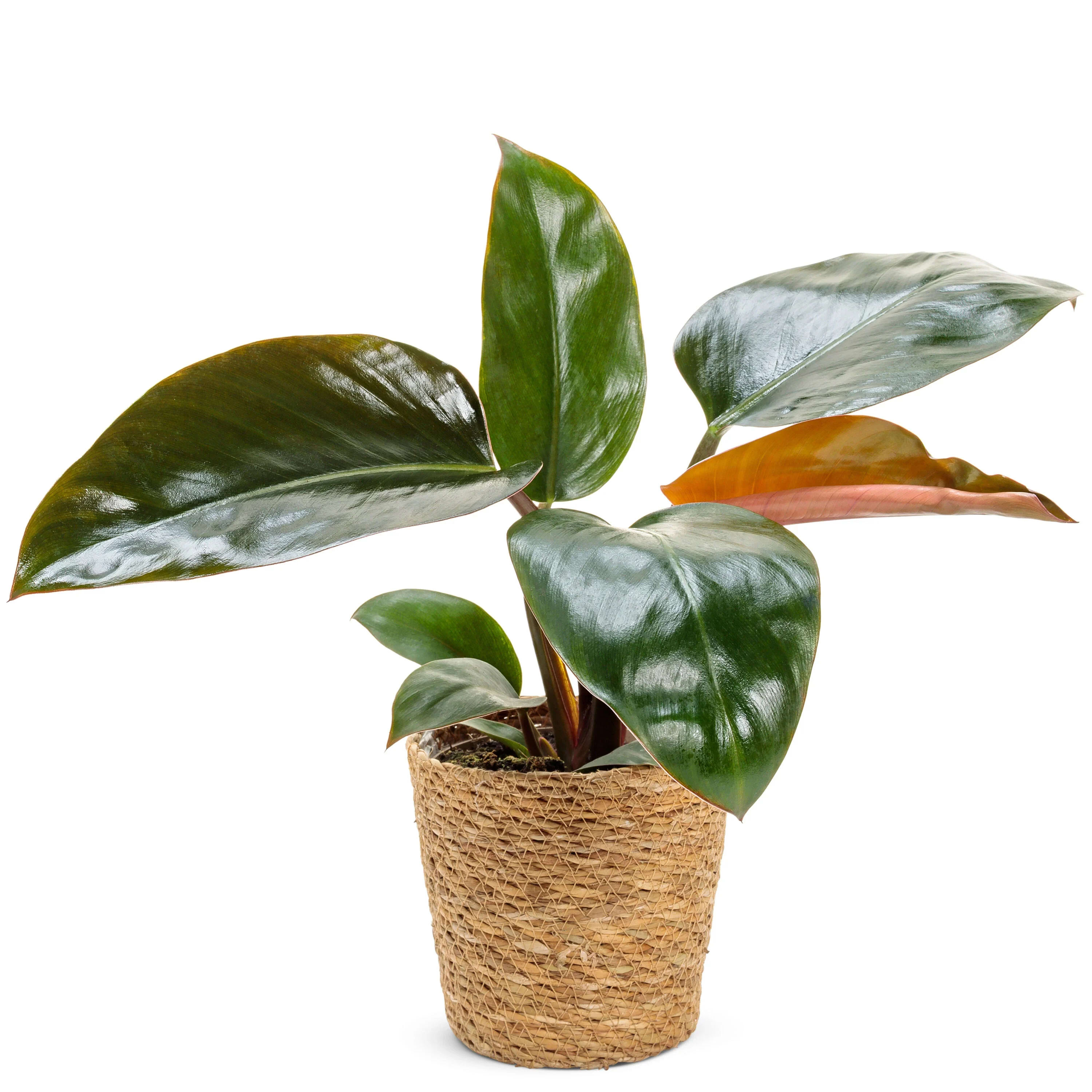 Congo Philodendron Flower Bouquet