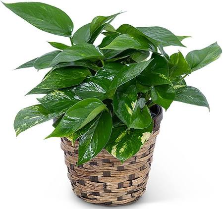 Pothos Flower Bouquet