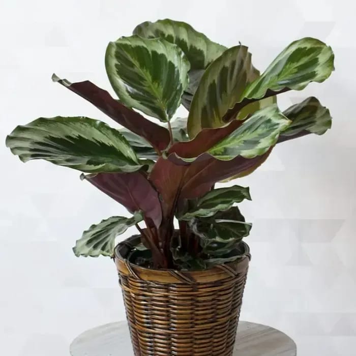 Calathea Flower Bouquet