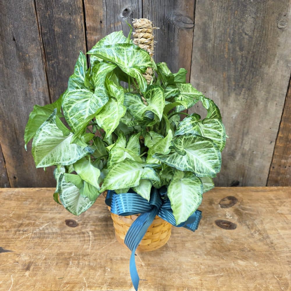 6" Syngonium Pole Plant