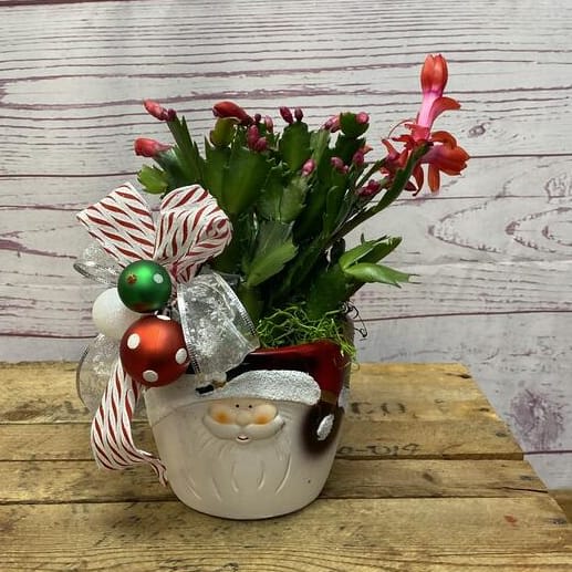 Holiday Dressed Christmas Cactus Flower Bouquet