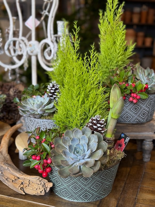 Amaryllis Winter Garden