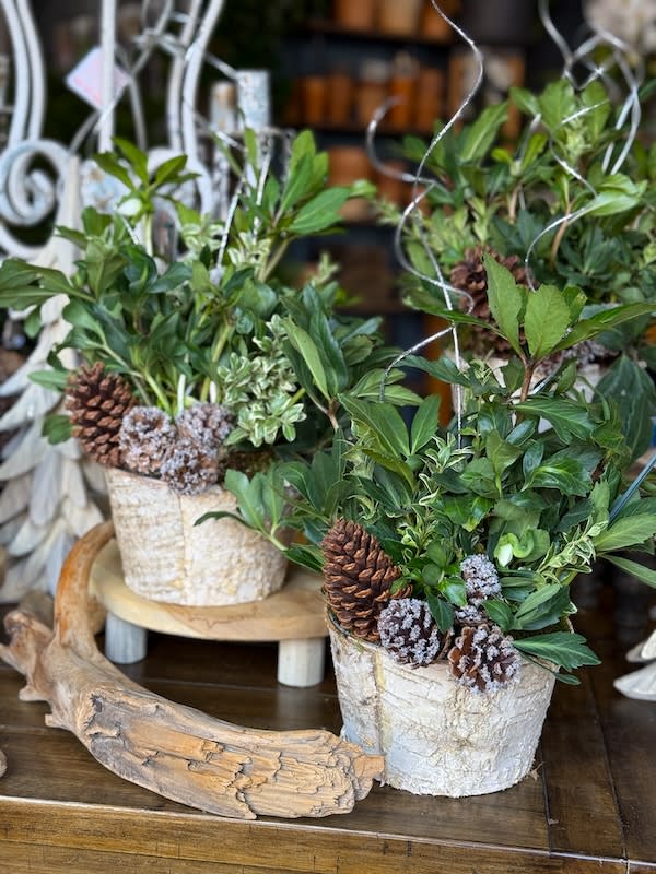 Hellebore Winter Planter Flower Bouquet