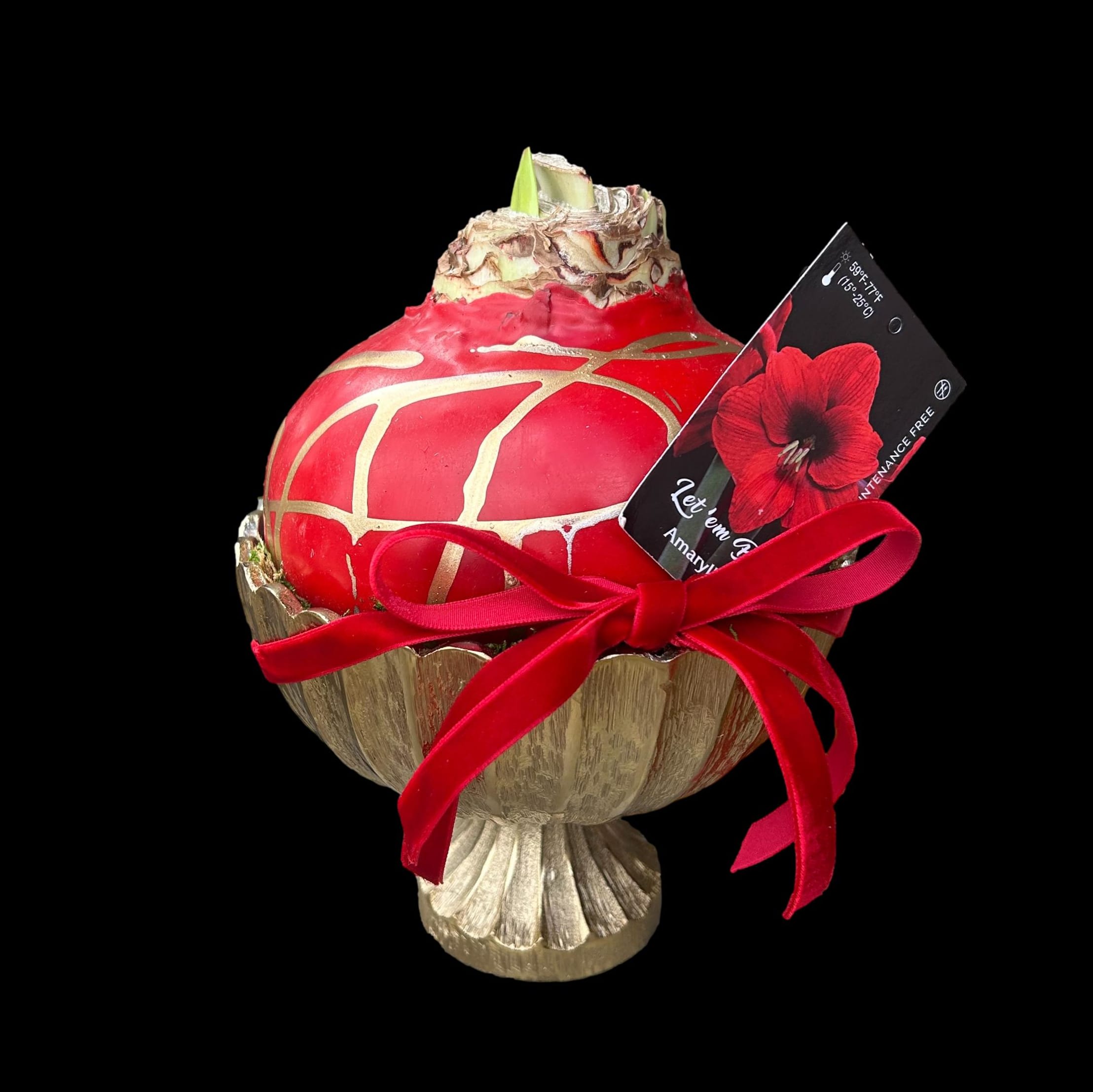 Festive Amaryllis Bulb