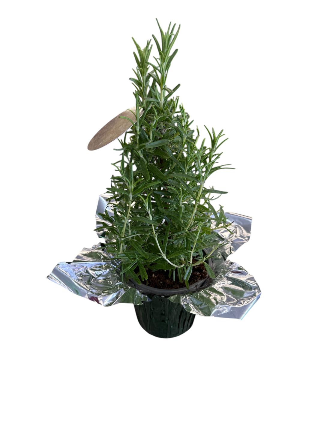 Mini Holiday Rosemary Tree Flower Bouquet