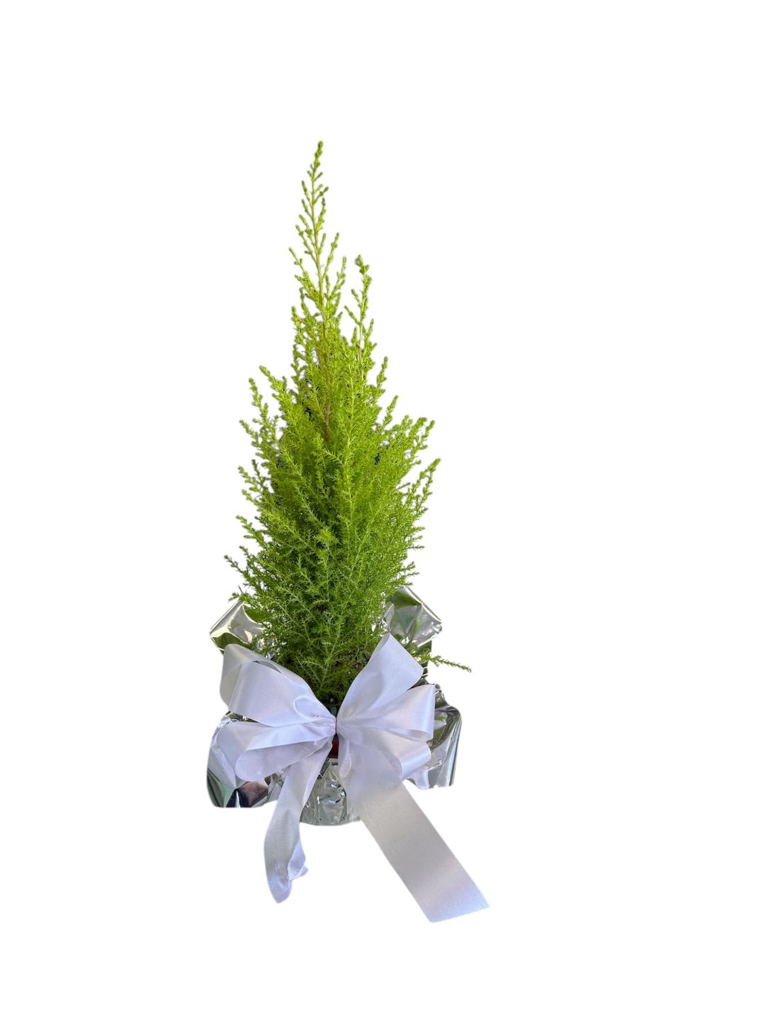Mini Lemon Cypress Tree Flower Bouquet