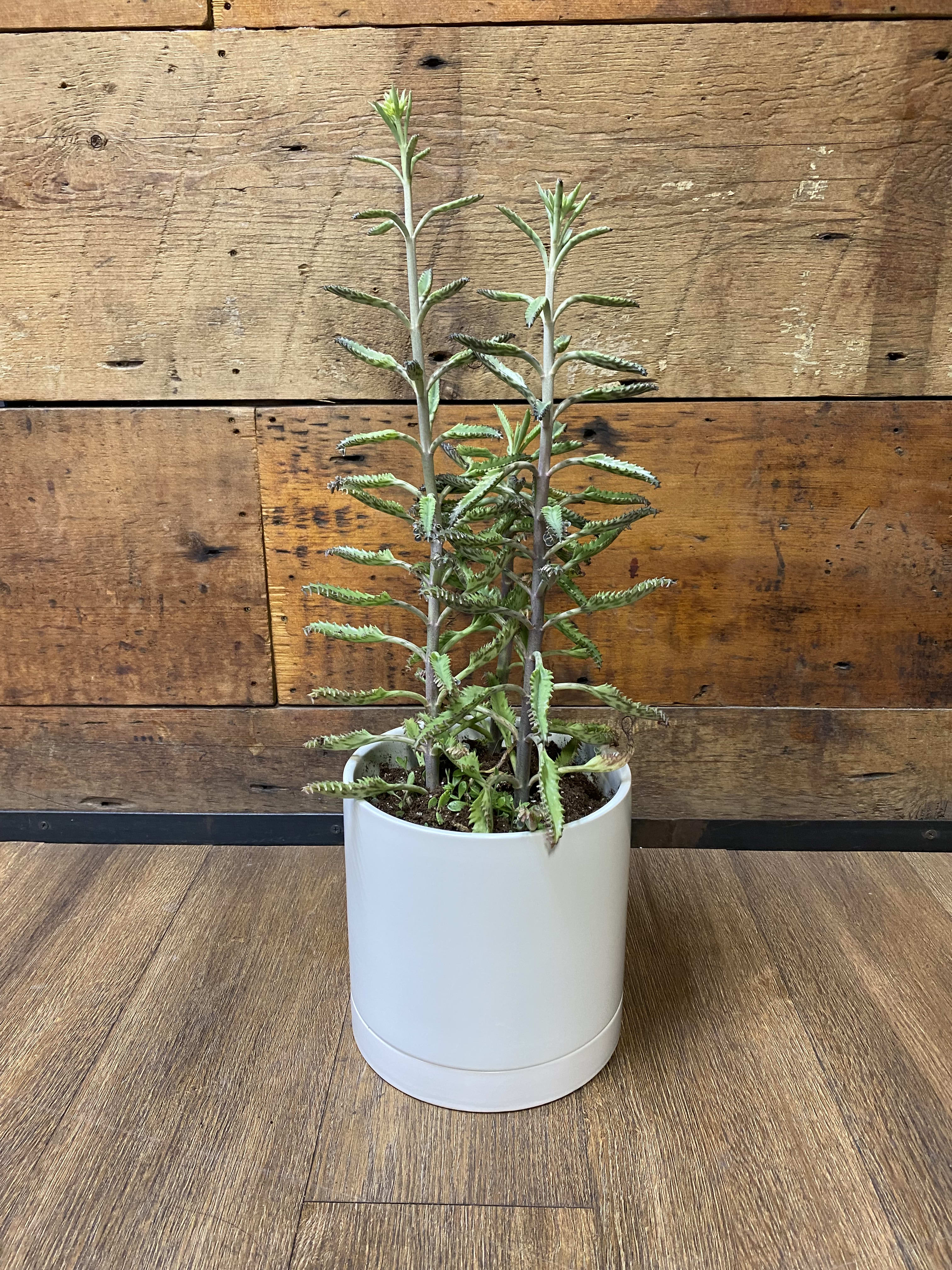 Kalanchoe Mother of Thousands