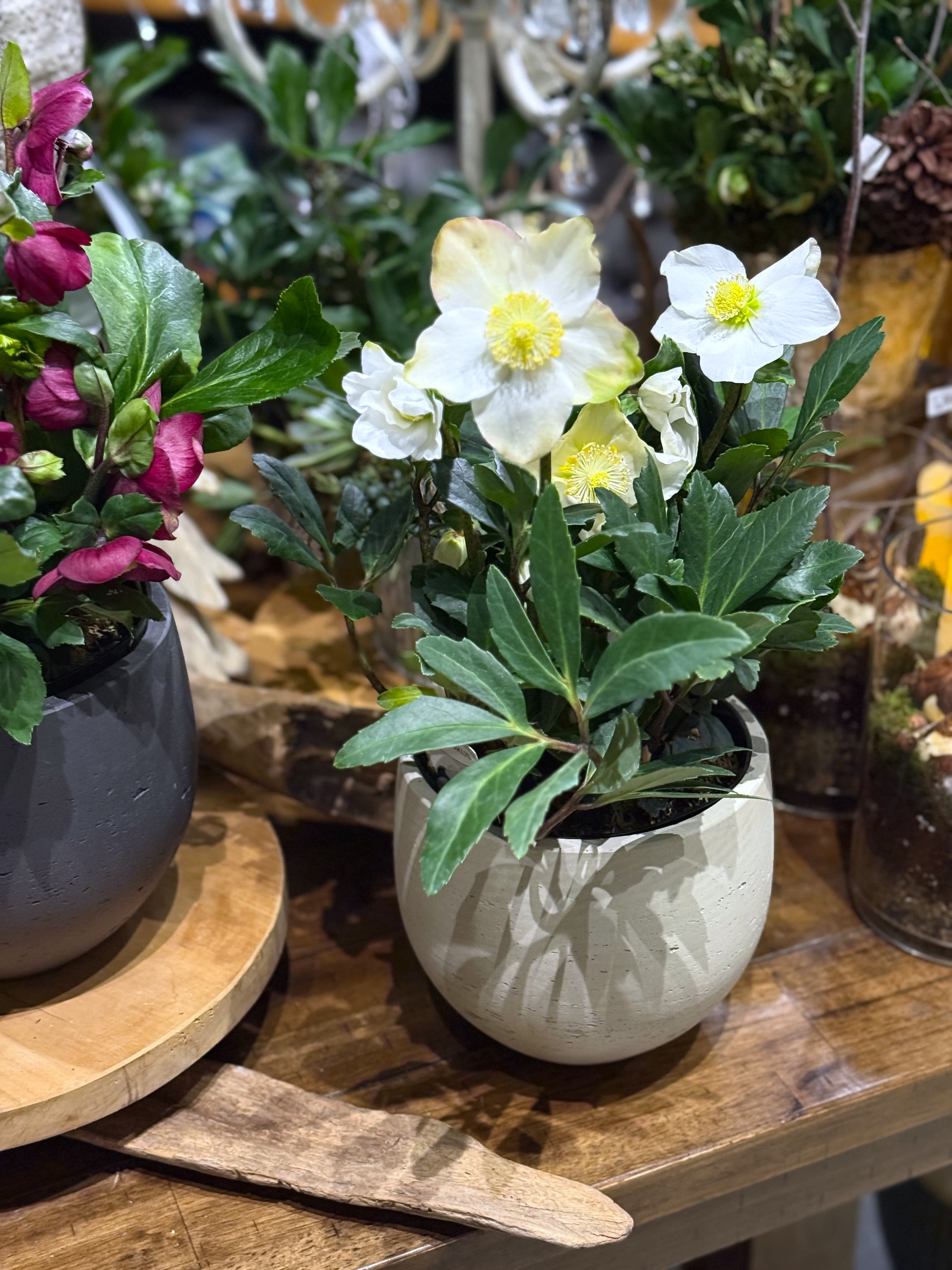 Potted Hellebore Flower Bouquet