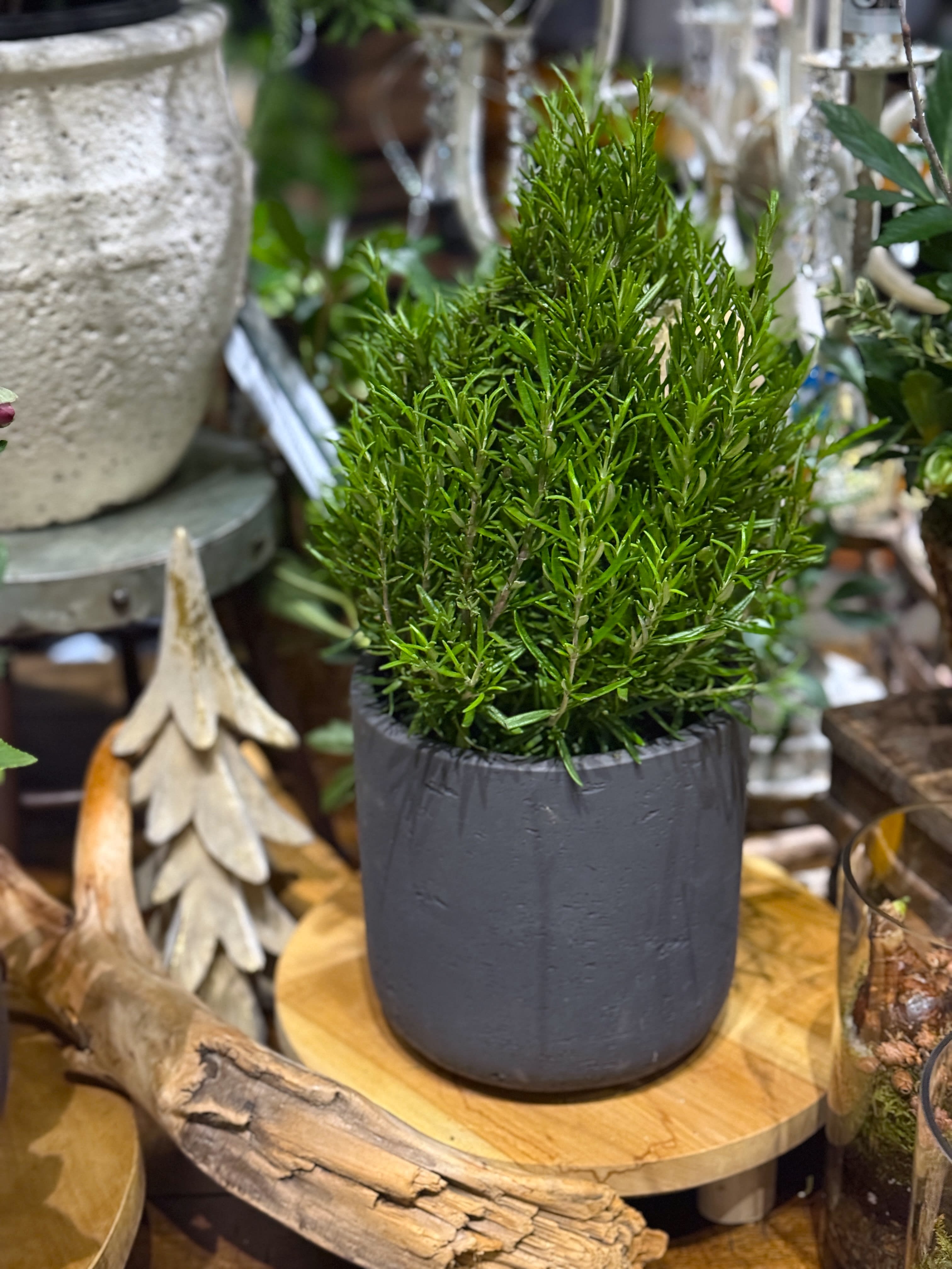 Potted Rosmery Flower Bouquet
