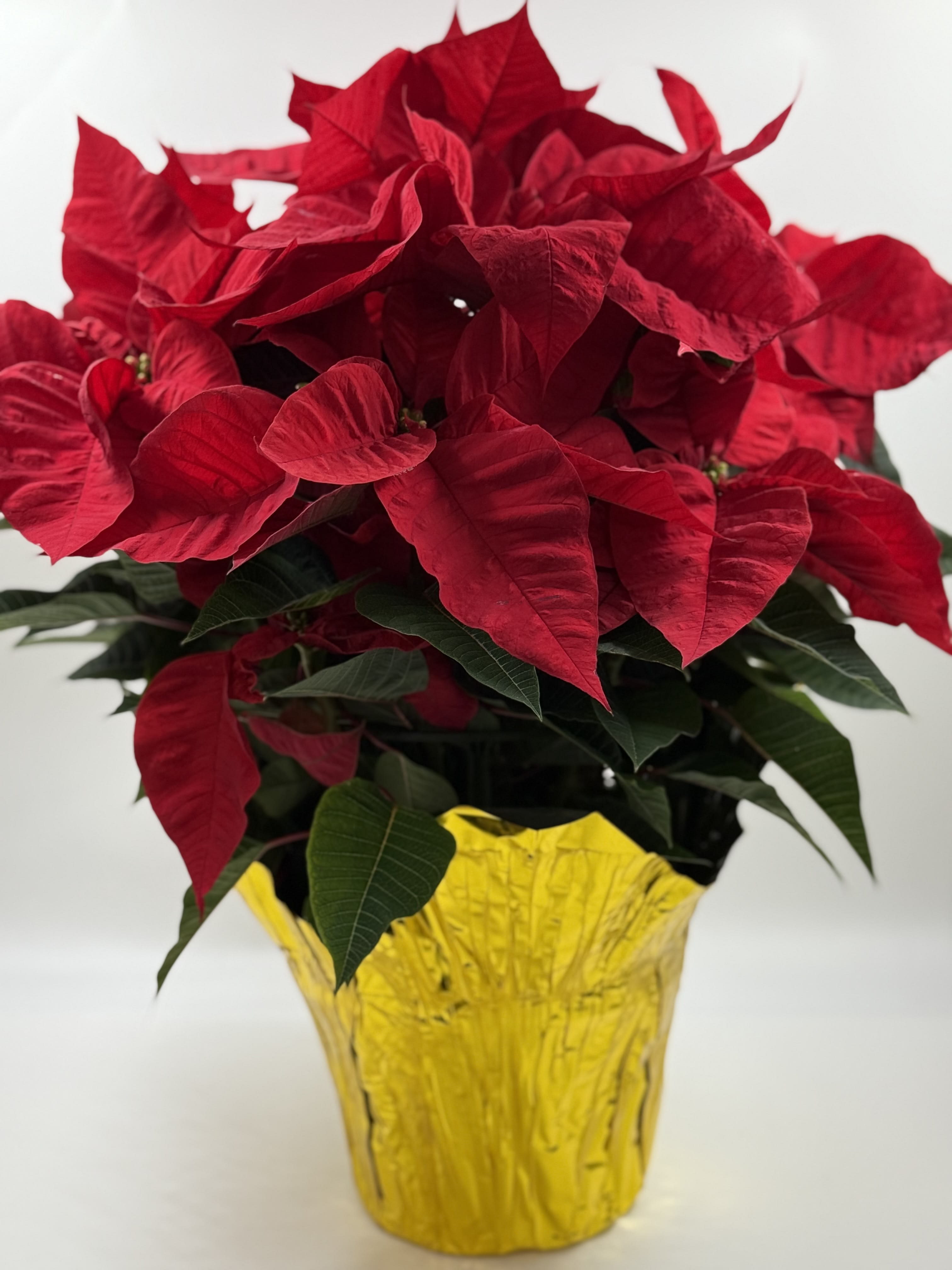 8" Poinsettia in Mylar Pot Cover Flower Bouquet