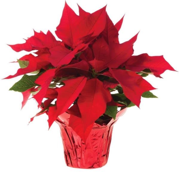 Holiday Poinsettia