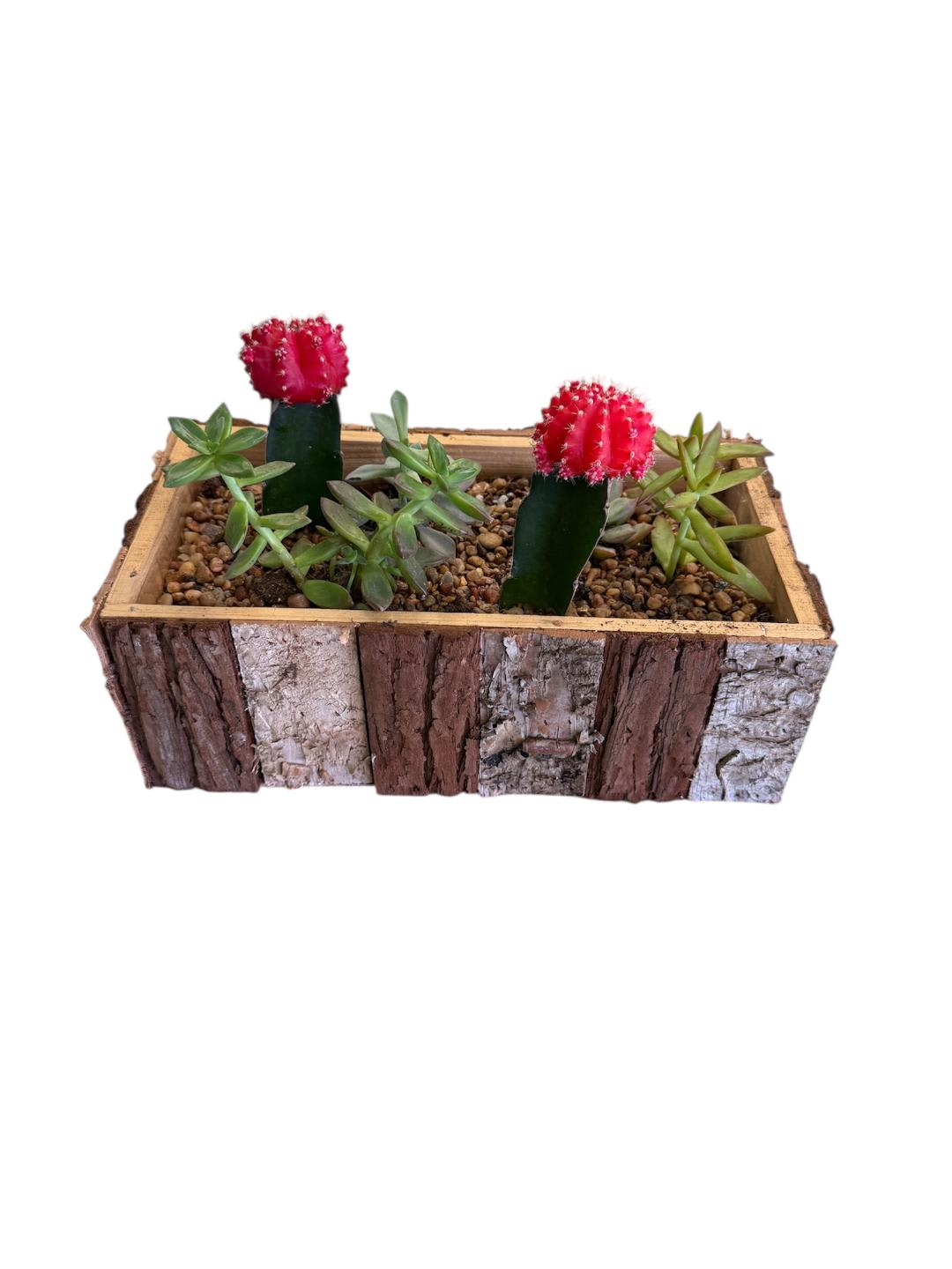 Woodland Cactus Garden