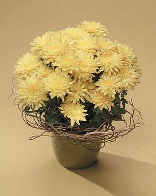 Yellow Mum Plant