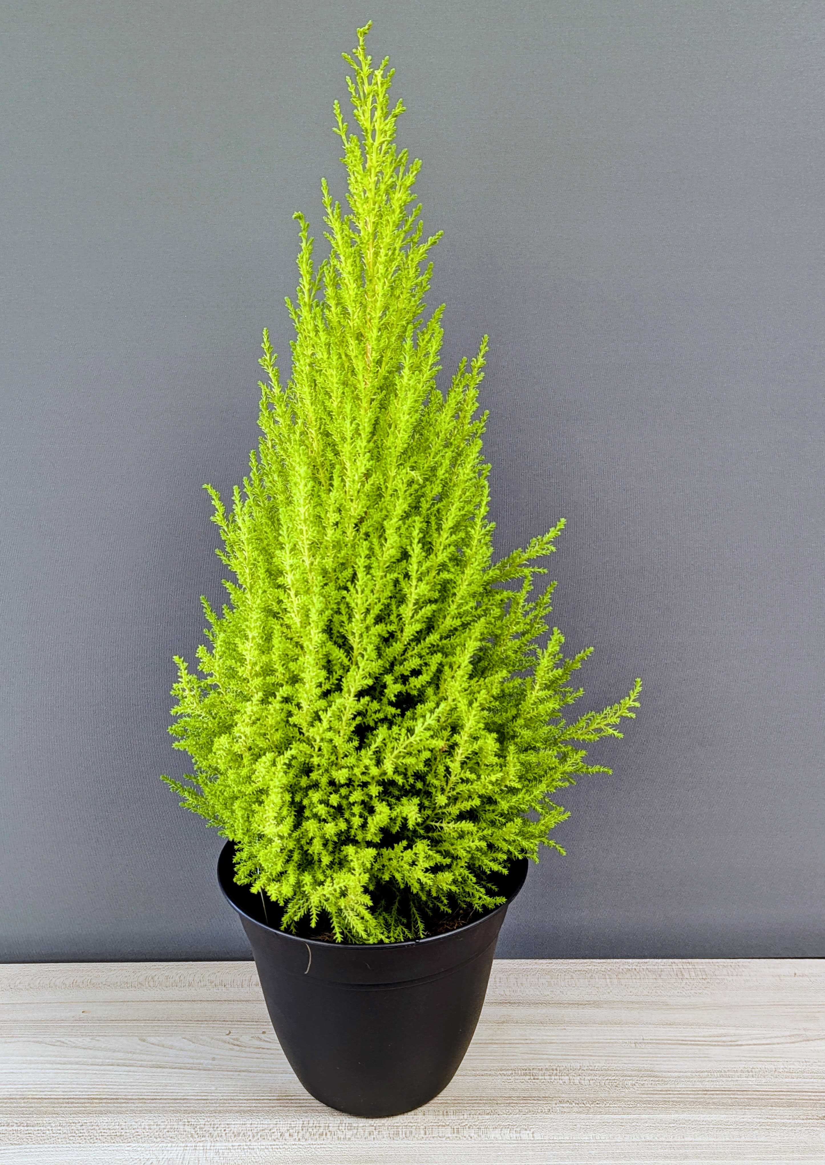 Lemon Cypress