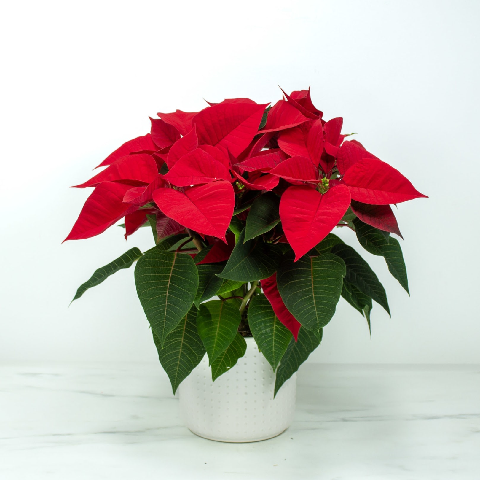 6" Poinsettia Pot