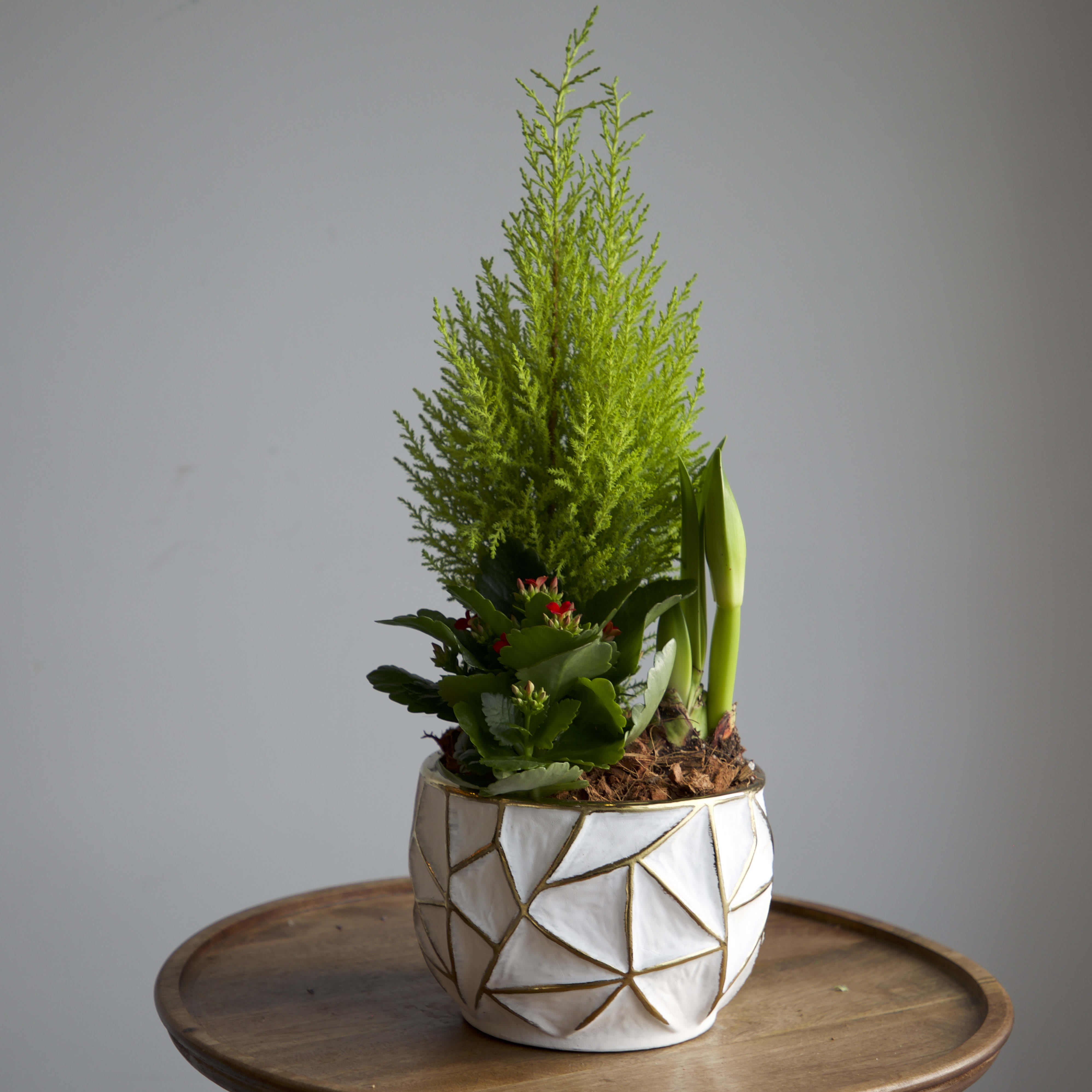 The Gilded Winter Garden | Lemon Cypress & Amaryllis Trio Flower Bouquet