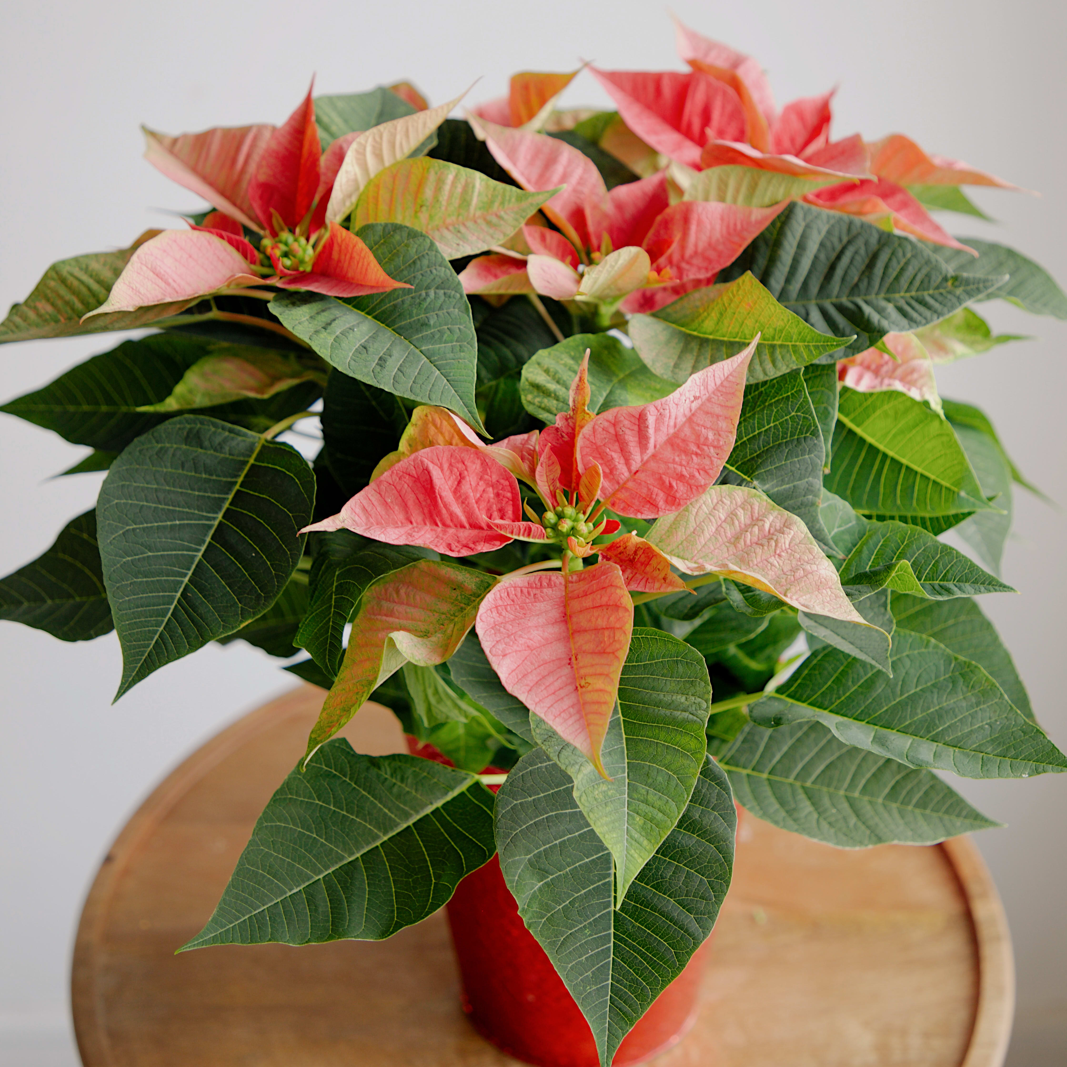 Festive Poinsettia Flower Bouquet